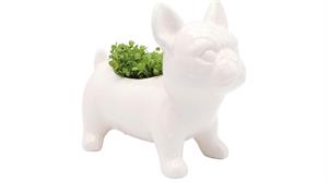 G Plants bulldog planter